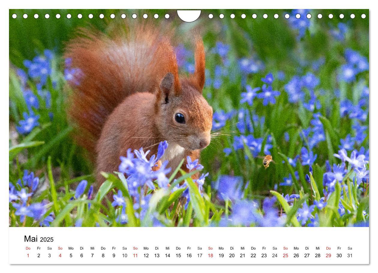 Bild: 9783435584390 | Eichhörnchen - Kleine Kobolde im Roten Pelz (Wandkalender 2025 DIN...