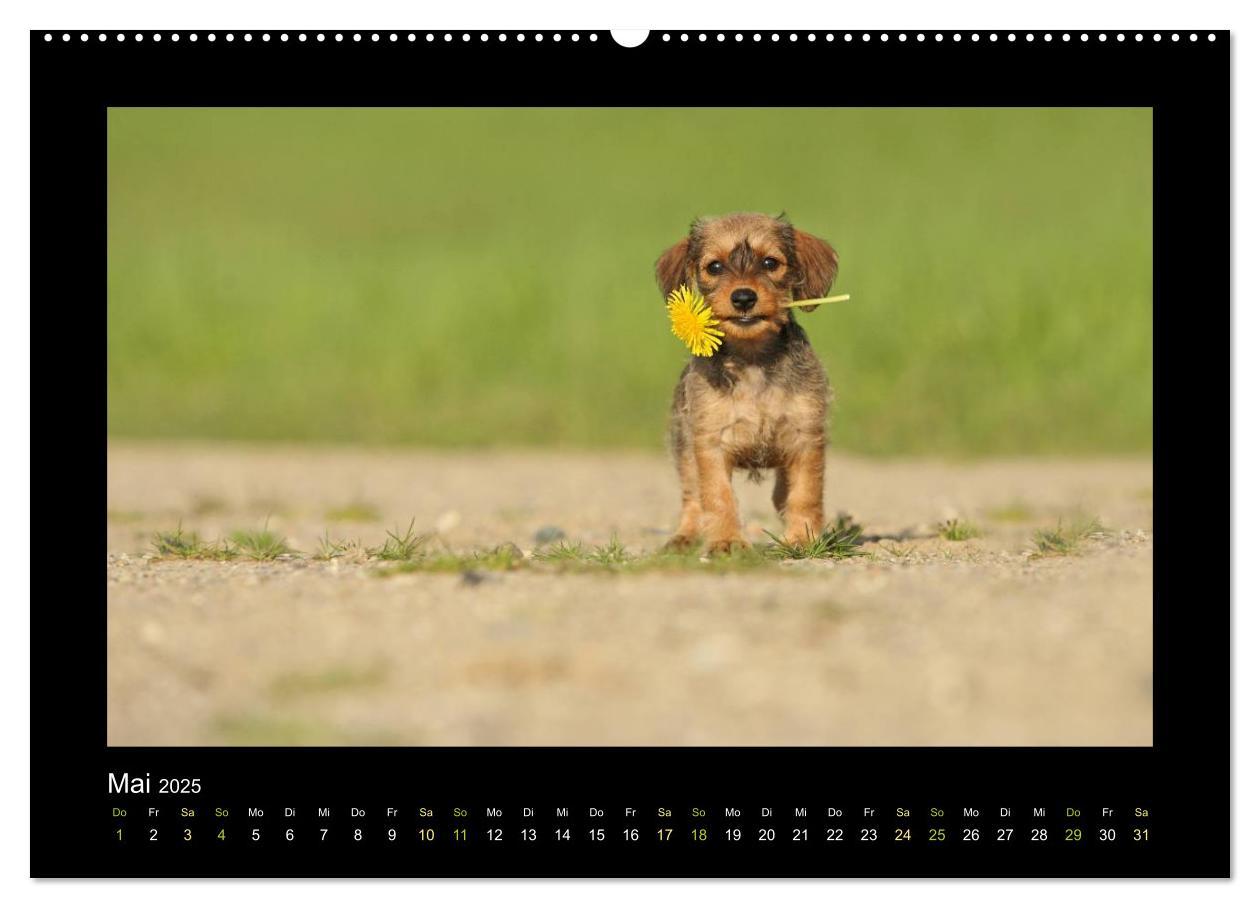 Bild: 9783435640744 | Allerlei Hundekinder (Wandkalender 2025 DIN A2 quer), CALVENDO...