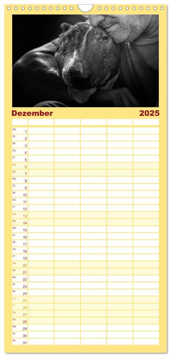 Bild: 9783457123768 | Familienplaner 2025 - Bullterrier mit 5 Spalten (Wandkalender, 21 x...