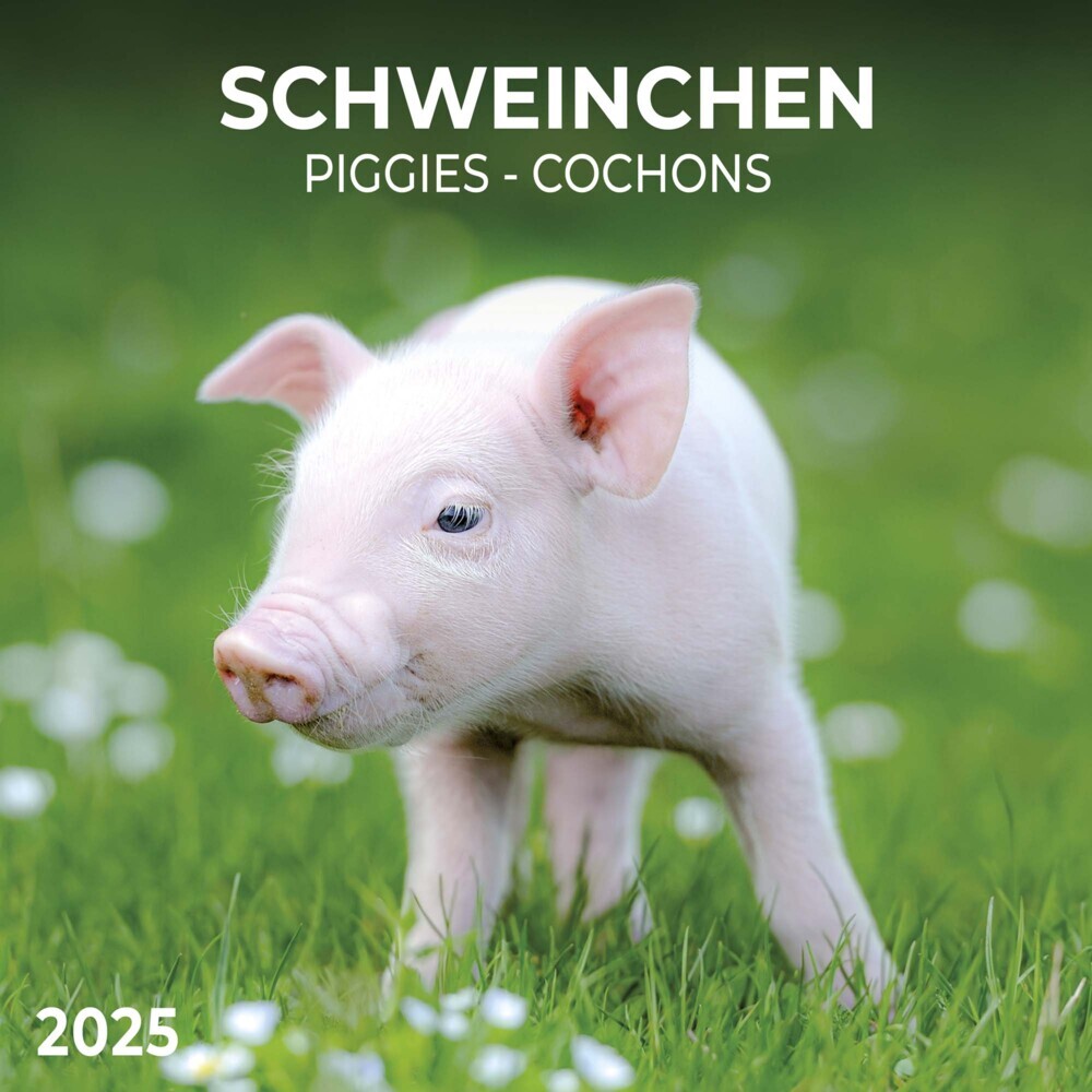 Cover: 9783959294515 | Piggies/Schweinchen 2025 | Kalender 2025 | Kalender | Drahtheftung