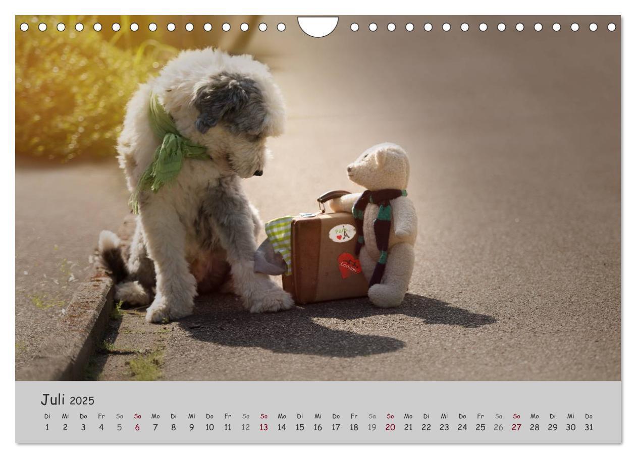 Bild: 9783435608393 | Ein Bobtail namens Miles (Wandkalender 2025 DIN A4 quer), CALVENDO...