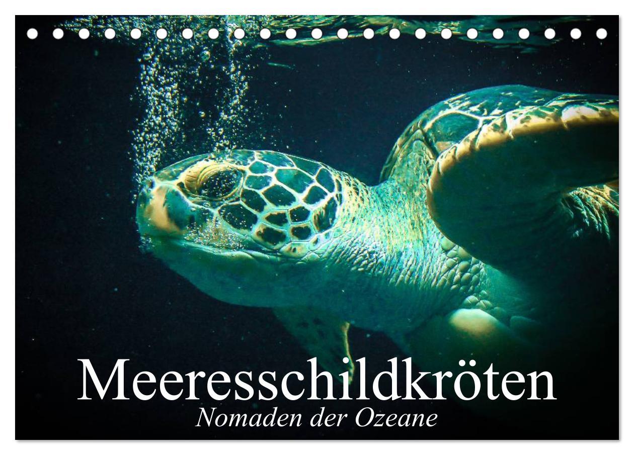 Cover: 9783435588077 | Meeresschildkröten. Nomaden der Ozeane (Tischkalender 2025 DIN A5...