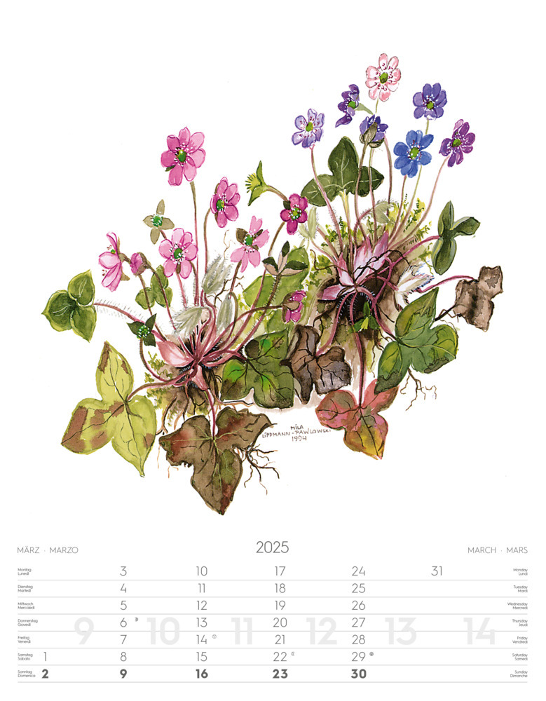 Bild: 9788868397432 | Alpenblumen-Aquarelle Kalender 2025 | Athesia-Tappeiner Verlag | 14 S.