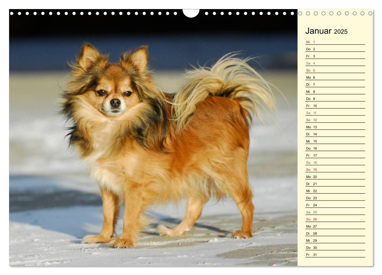 Bild: 9783435541157 | Chihuahua - Kleine Hunde ganz groß (Wandkalender 2025 DIN A3 quer),...