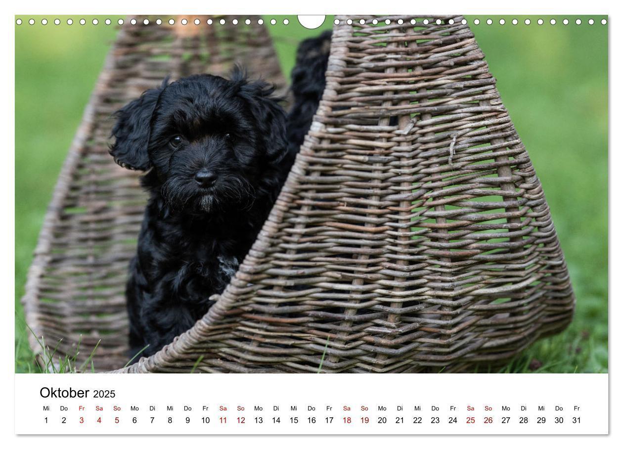 Bild: 9783435038053 | Maltipoo Welpen (Wandkalender 2025 DIN A3 quer), CALVENDO...