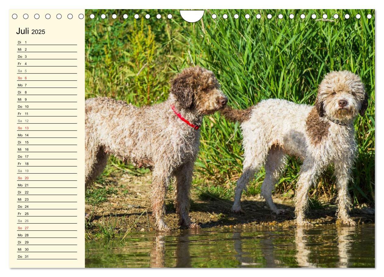 Bild: 9783435545292 | Lagotto Romagnolo - Italienischer Trüffelhund (Wandkalender 2025...