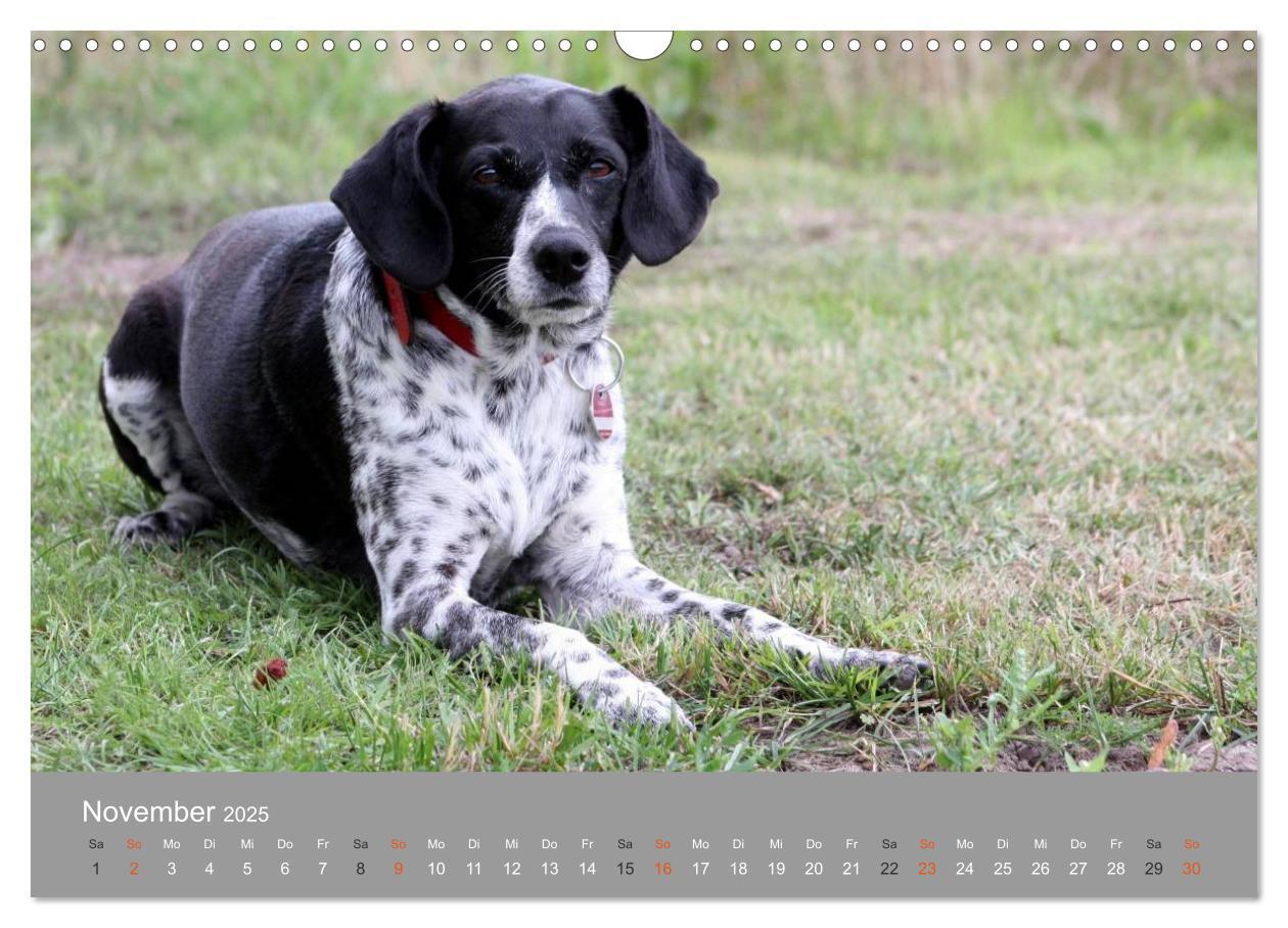 Bild: 9783435643622 | Graue Schnuten - Hunde in den besten Jahren (Wandkalender 2025 DIN...