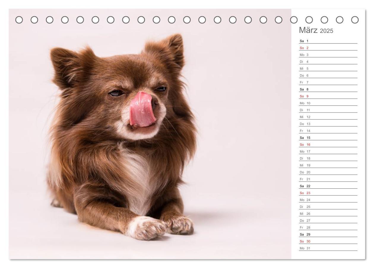 Bild: 9783435527809 | Chihuahua - Die Welt der Kleinen (Tischkalender 2025 DIN A5 quer),...