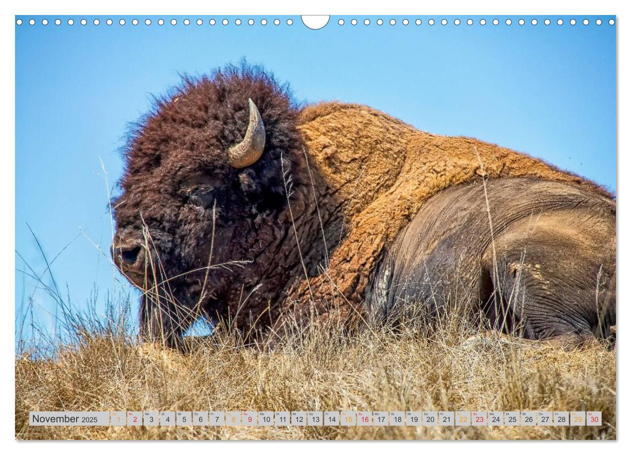 Bild: 9783435580149 | Bison und Wisent - Riesen mit unbändiger Kraft (Wandkalender 2025...