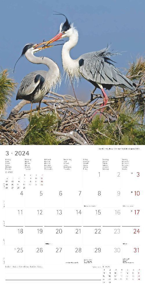 Bild: 4251732335403 | Vögel 2024 - Broschürenkalender 30x30 cm (30x60 geöffnet) -...