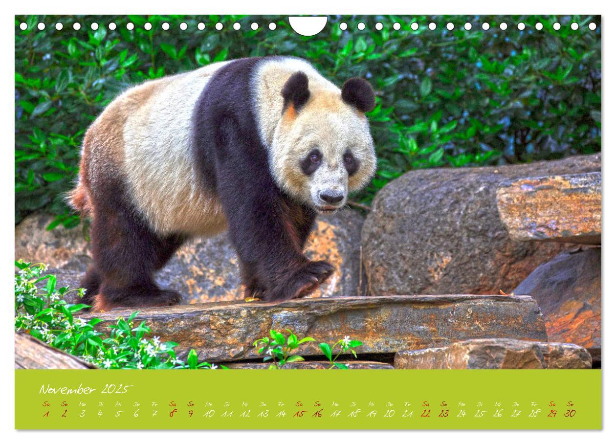 Bild: 9783435179428 | Der Große Panda Ein kuscheliger Geselle (Wandkalender 2025 DIN A4...