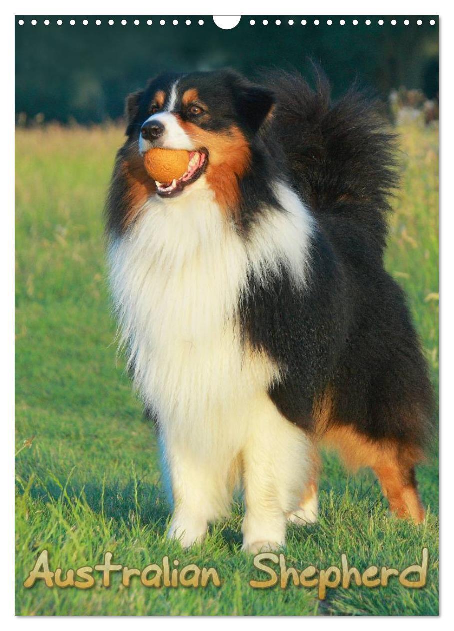 Cover: 9783457080207 | Australian Shepherd (Wandkalender 2025 DIN A3 hoch), CALVENDO...