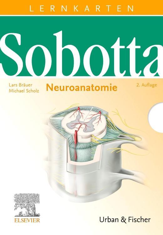 Cover: 9783437429125 | Sobotta Lernkarten Neuroanatomie | Neuroanatomie | Lars Bräuer (u. a.)