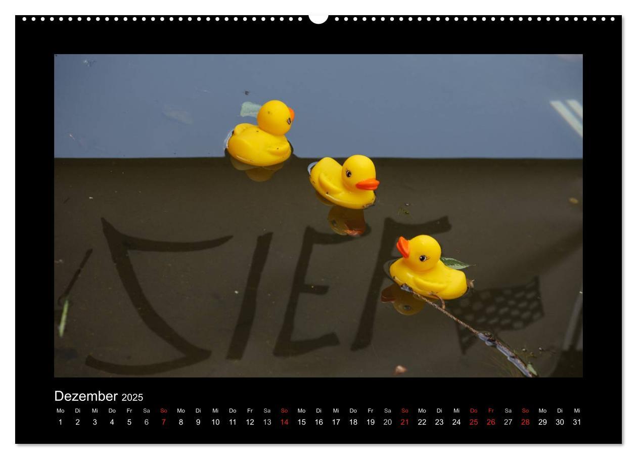 Bild: 9783435691555 | Enten-Rennen (Wandkalender 2025 DIN A2 quer), CALVENDO Monatskalender