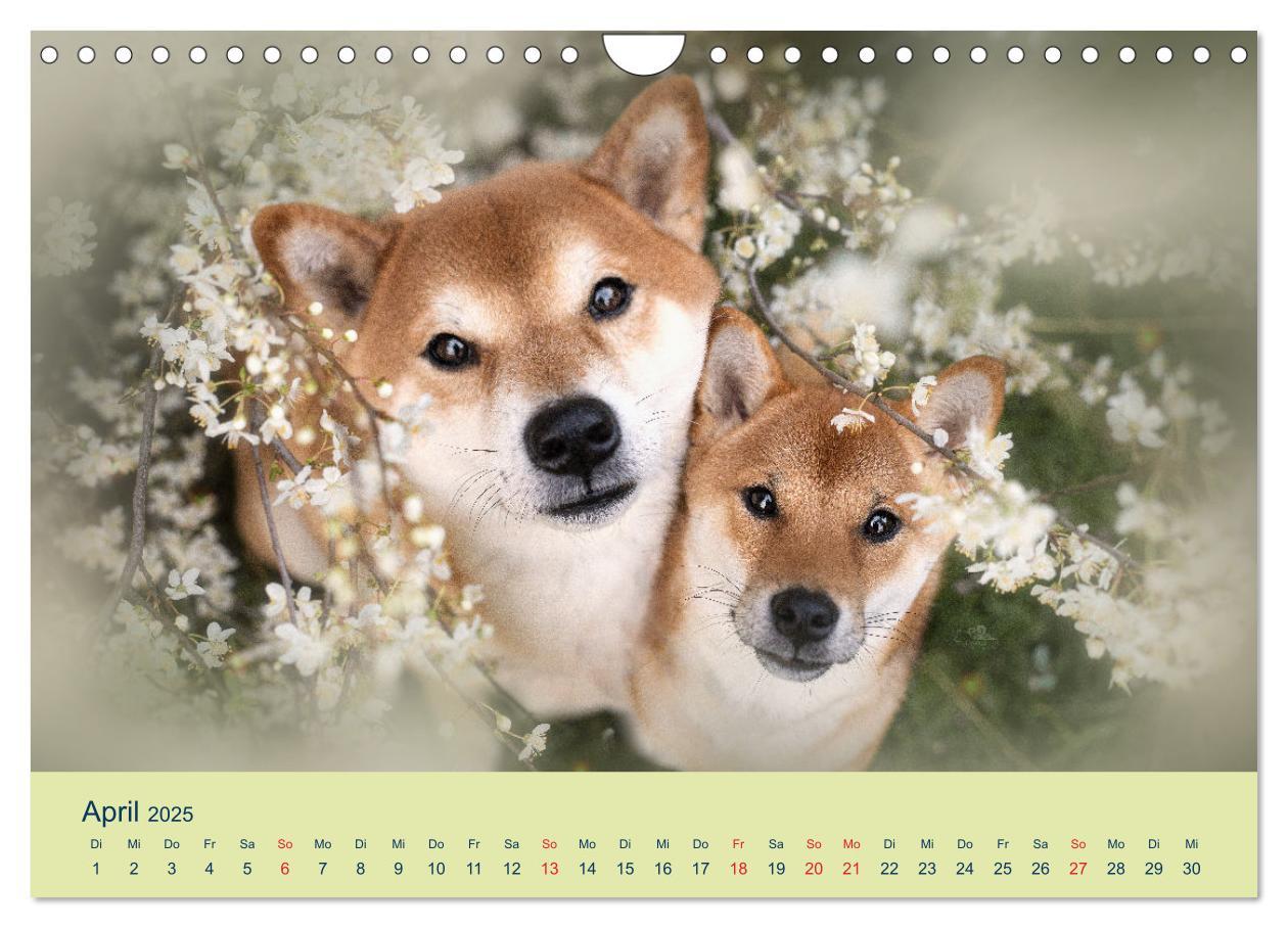 Bild: 9783457234167 | Shiba Inu - mutig, treu, selbstbewusst (Wandkalender 2025 DIN A4...