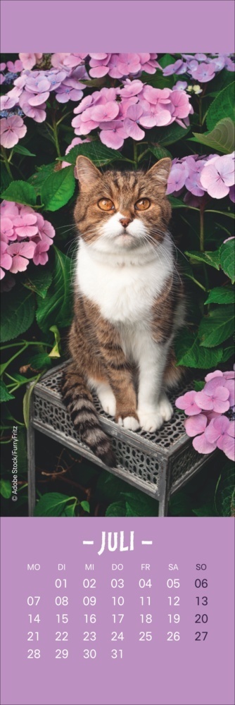 Bild: 9783756407224 | Katzen Lesezeichen &amp; Kalender 2025 | Kalender | Geblockt | 13 S.