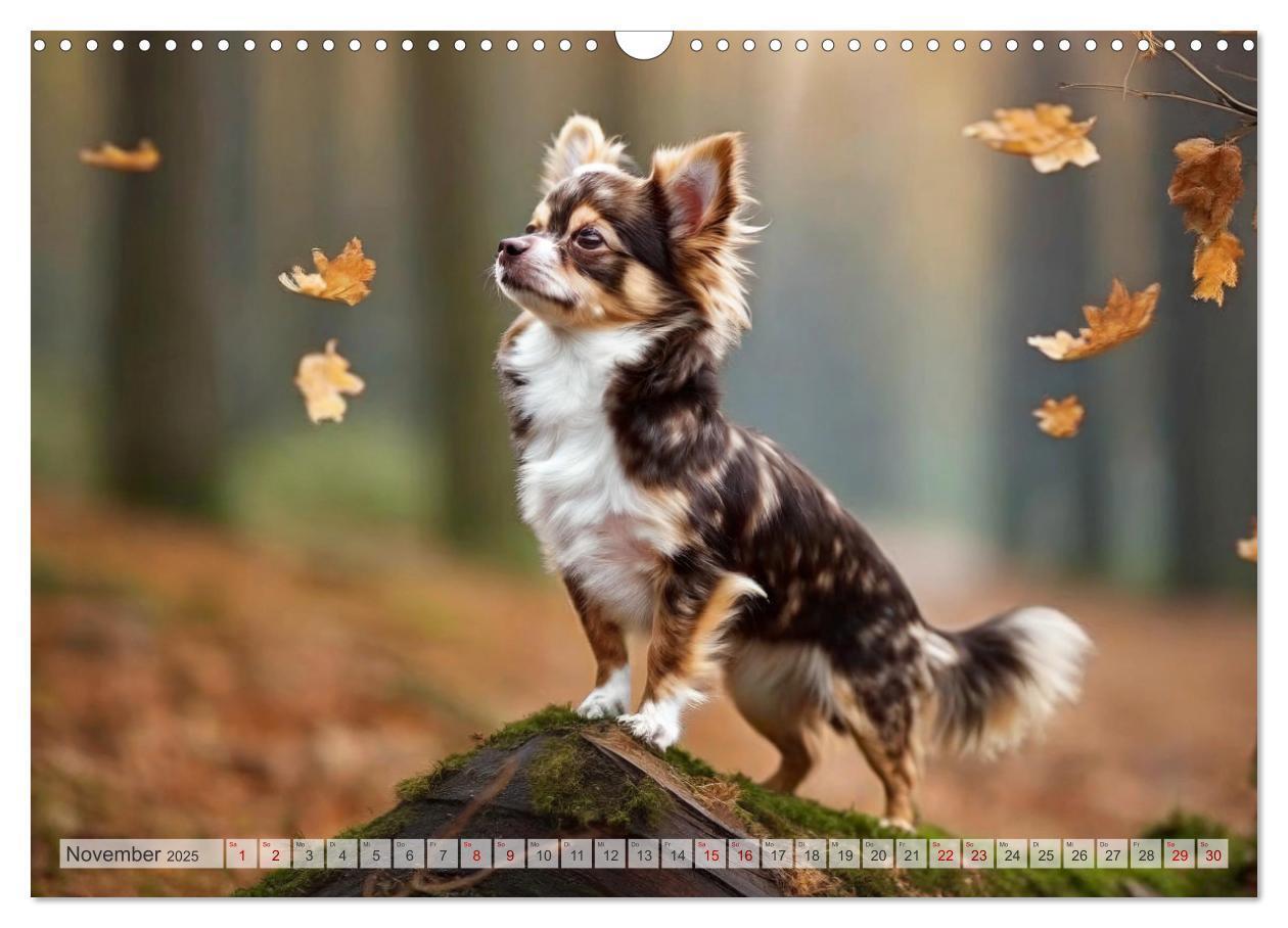 Bild: 9783383811500 | Chihuahuas - Kleine Hunde - große Temperamentbündel (Wandkalender...