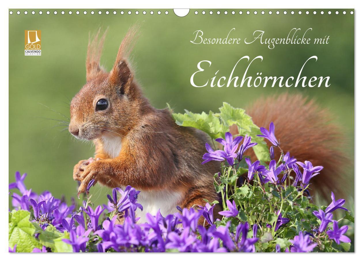 Cover: 9783675437227 | Besondere Augenblicke mit Eichhörnchen (Wandkalender 2024 DIN A3...