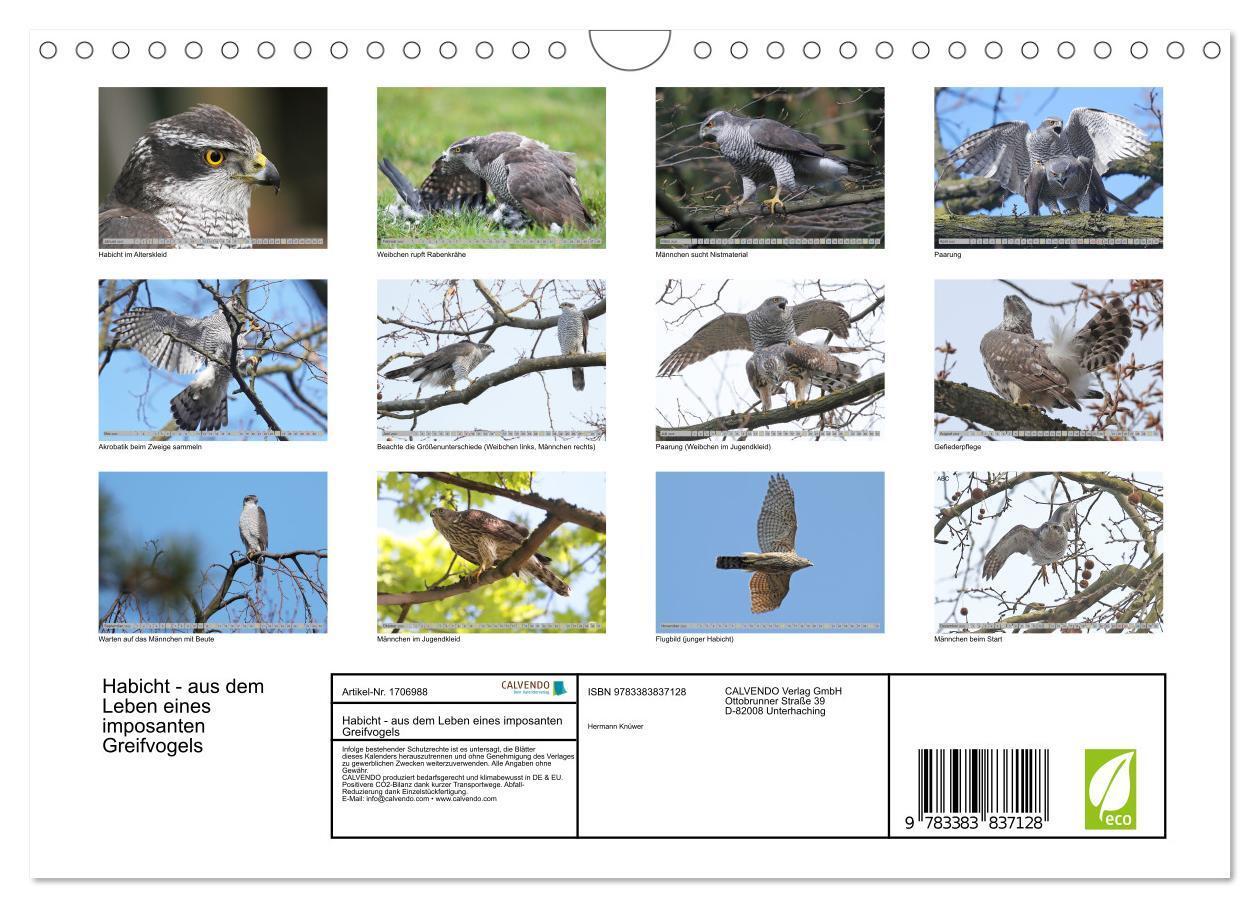 Bild: 9783383837128 | Habicht - aus dem Leben eines imposanten Greifvogels (Wandkalender...