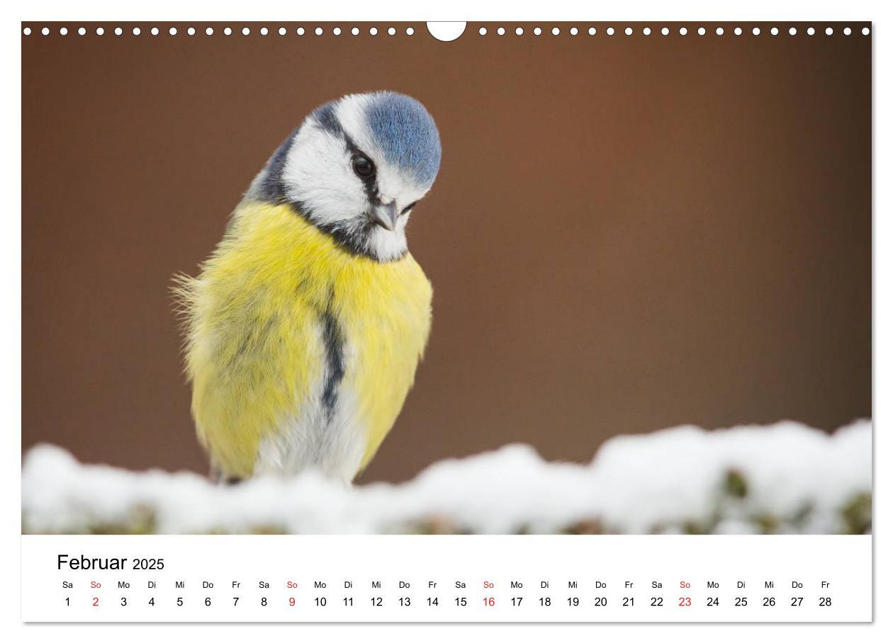 Bild: 9783435311996 | Unsere heimische Tierwelt (Wandkalender 2025 DIN A3 quer), CALVENDO...