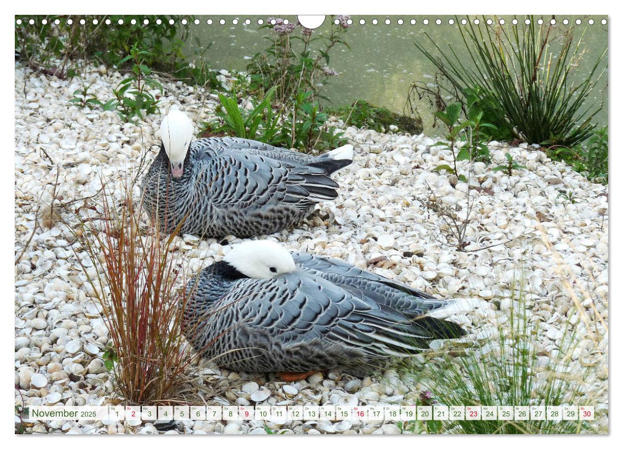 Bild: 9783435176014 | Tierisch gut: Wasservögel (Wandkalender 2025 DIN A3 quer), CALVENDO...