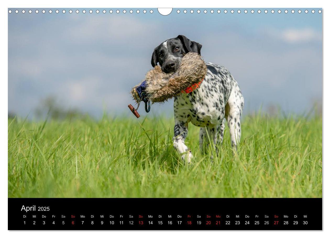 Bild: 9783435640317 | Jagdhunde bei der Arbeit (Wandkalender 2025 DIN A3 quer), CALVENDO...