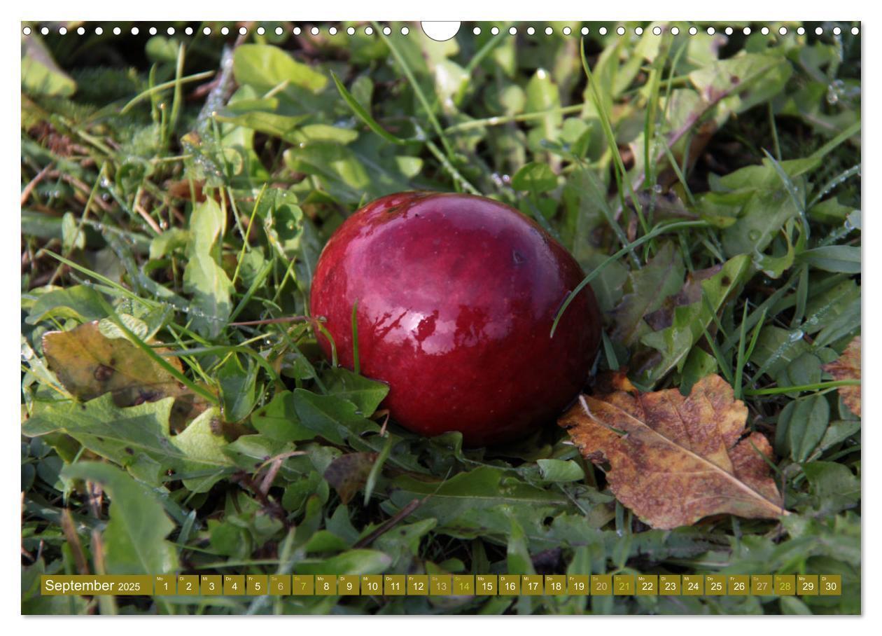 Bild: 9783435062485 | Apfelbaum und Streuobstwiesen (Wandkalender 2025 DIN A3 quer),...