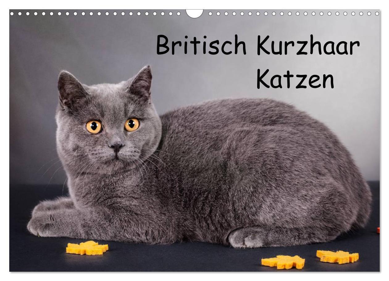 Cover: 9783383625763 | Britisch Kurzhaar Katzen (Wandkalender 2024 DIN A3 quer), CALVENDO...