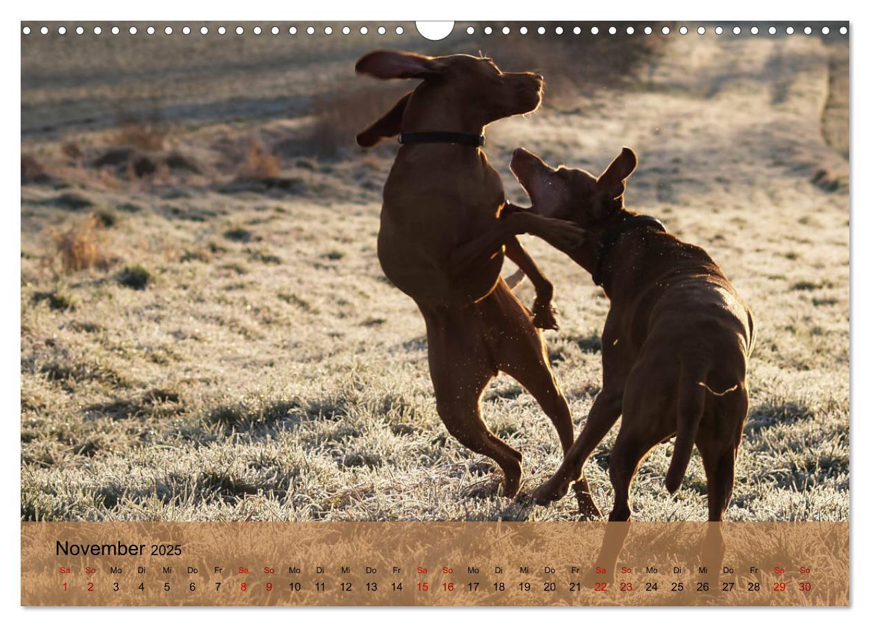 Bild: 9783435307432 | Magyar Vizsla - Ungarischer Vorstehhund (Wandkalender 2025 DIN A3...