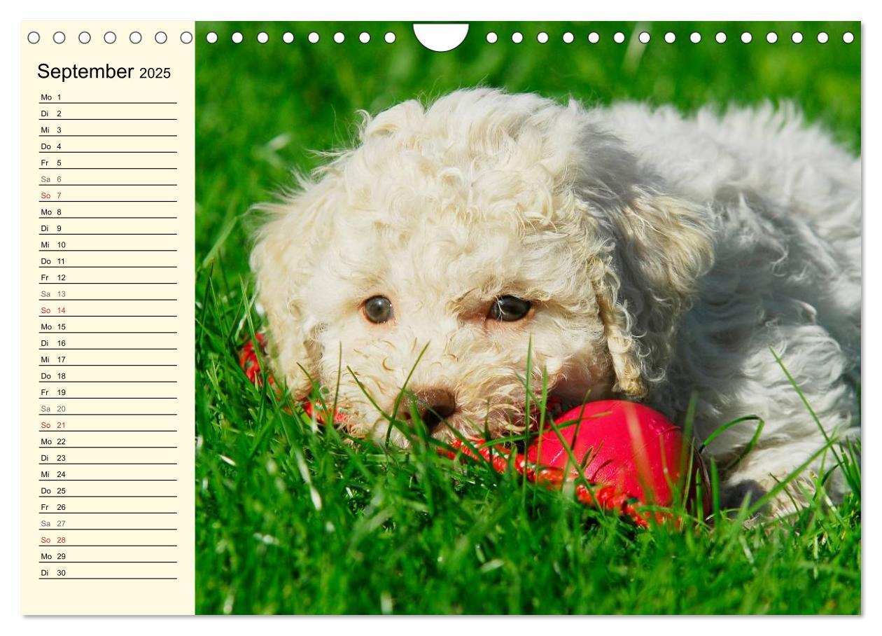 Bild: 9783435545292 | Lagotto Romagnolo - Italienischer Trüffelhund (Wandkalender 2025...