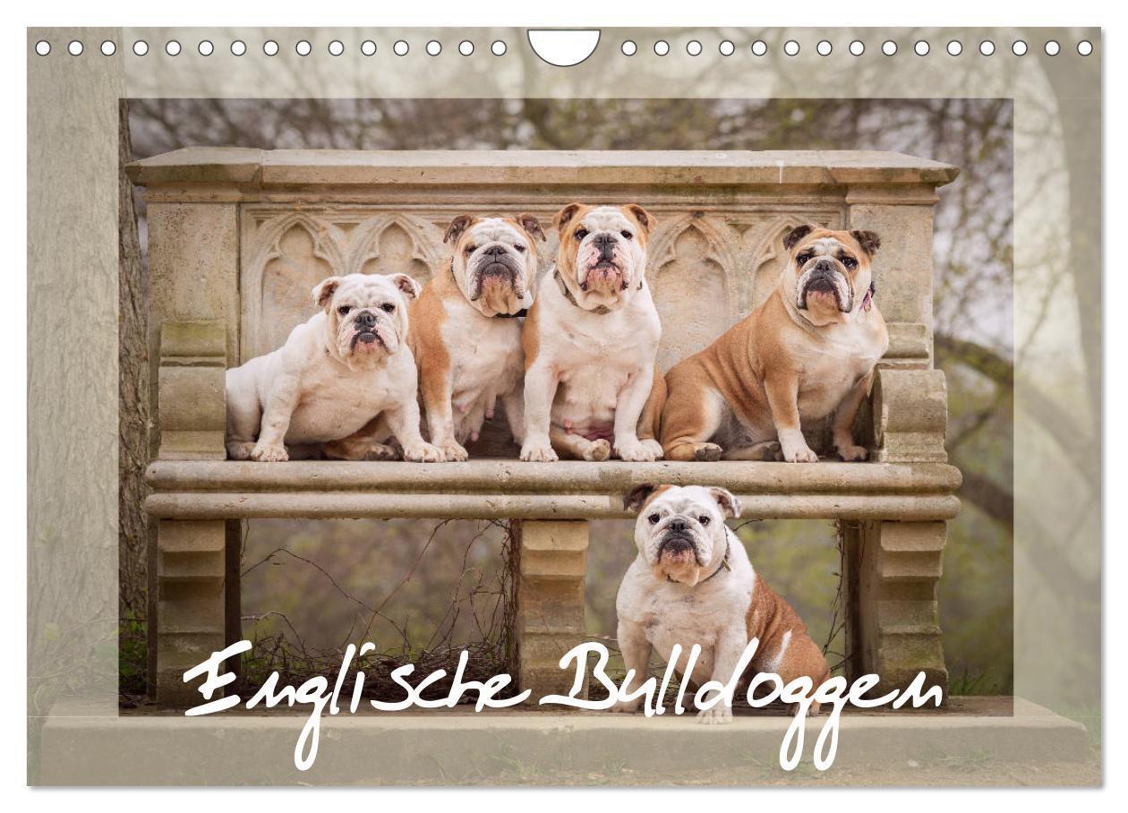 Cover: 9783675890466 | Englische Bulldoggen (Wandkalender 2024 DIN A4 quer), CALVENDO...