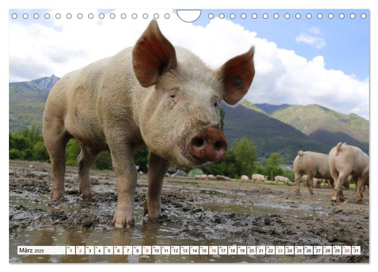 Bild: 9783435602292 | Von Säuen die Schwein haben! (Wandkalender 2025 DIN A4 quer),...