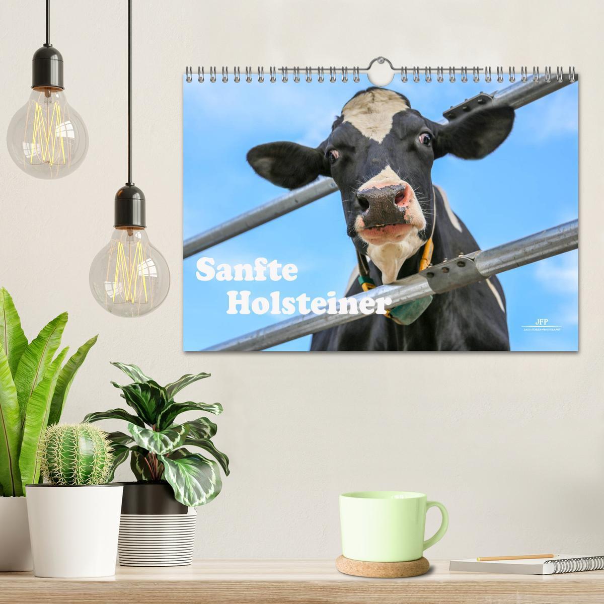 Bild: 9783435332373 | Sanfte Holsteiner (Wandkalender 2025 DIN A4 quer), CALVENDO...