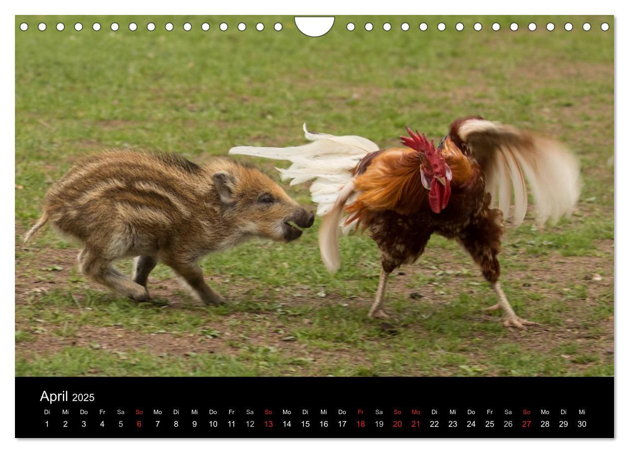 Bild: 9783435537358 | Kleine Schweinereien (Wandkalender 2025 DIN A4 quer), CALVENDO...