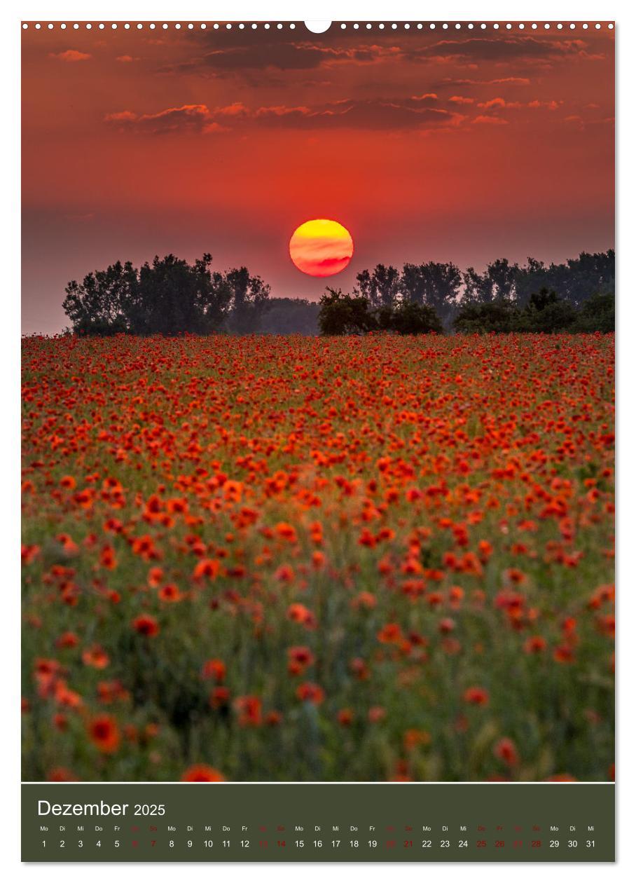 Bild: 9783435919758 | Mohnblumen - kraftvoll und zart (Wandkalender 2025 DIN A2 hoch),...