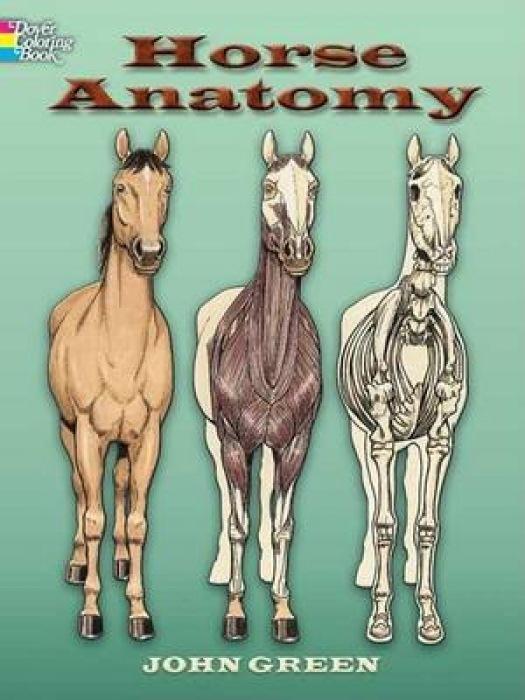 Cover: 9780486448138 | Horse Anatomy Coloring Book | John Green | Taschenbuch | Englisch