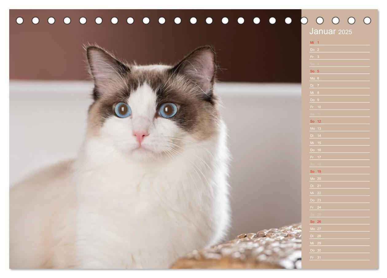 Bild: 9783435723751 | Zauberhafte Ragdolls / Geburtstagskalender (Tischkalender 2025 DIN...