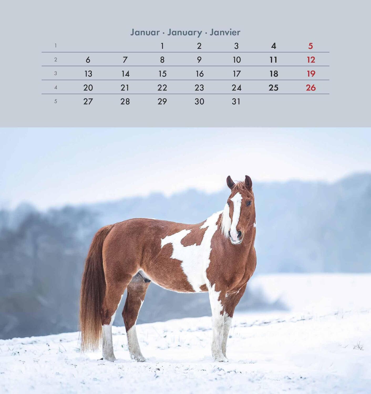 Bild: 4251732342302 | Pferde 2025 - Postkartenkalender 16x17 cm - Horses - zum Aufstellen...