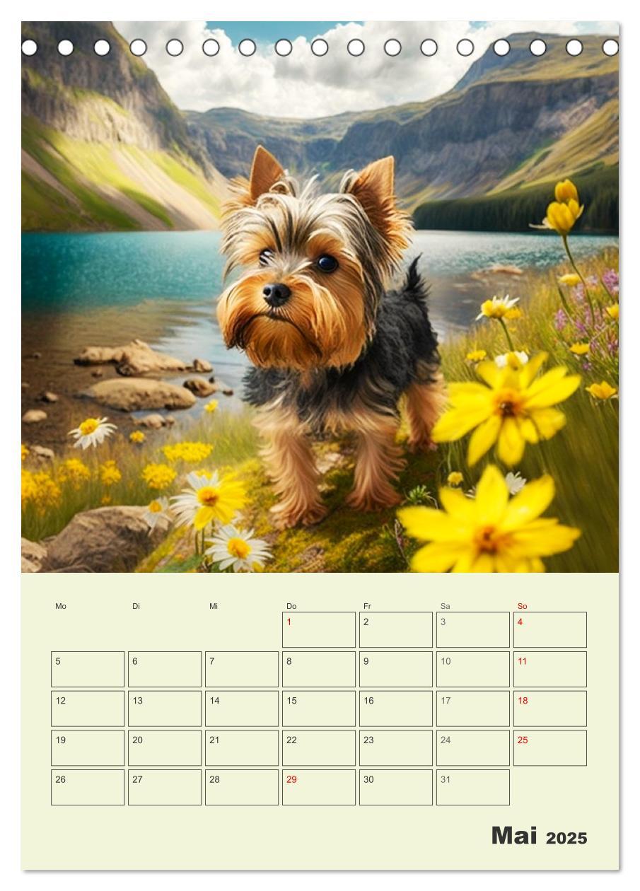 Bild: 9783435874705 | Yorkshire Terrier. Fröhliche Energiebündel in Aktion (Tischkalender...