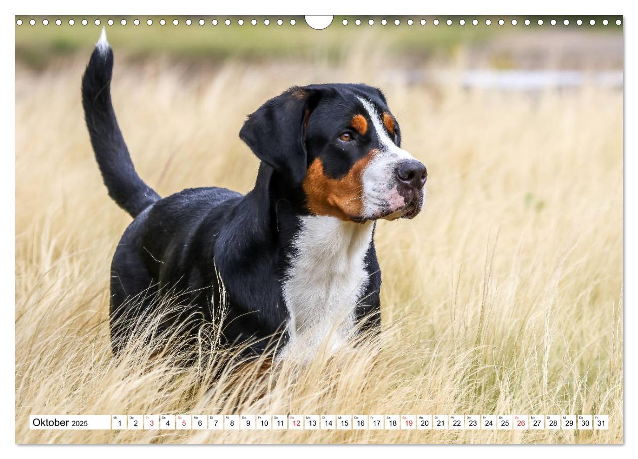 Bild: 9783435332892 | Großer Schweizer Sennenhund (Wandkalender 2025 DIN A3 quer),...