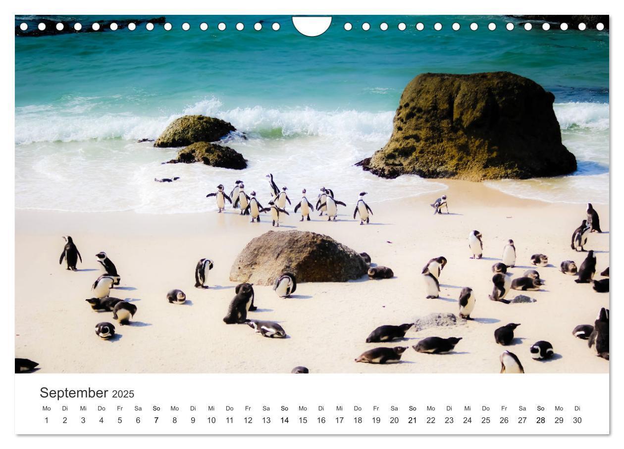 Bild: 9783435057665 | Bezauberndes Südafrika (Wandkalender 2025 DIN A4 quer), CALVENDO...