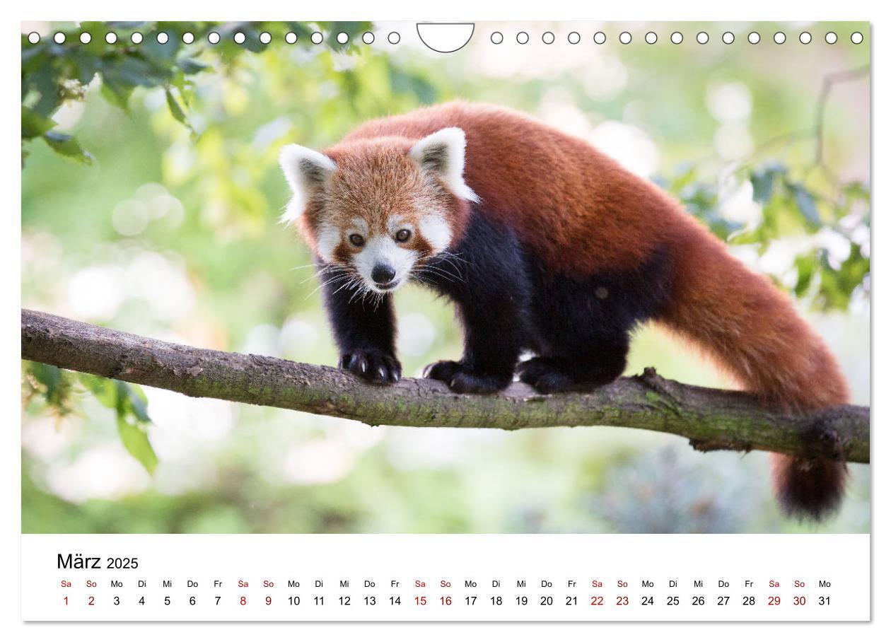 Bild: 9783435330706 | Rote Pandas - geschickte Kletterer (Wandkalender 2025 DIN A4 quer),...