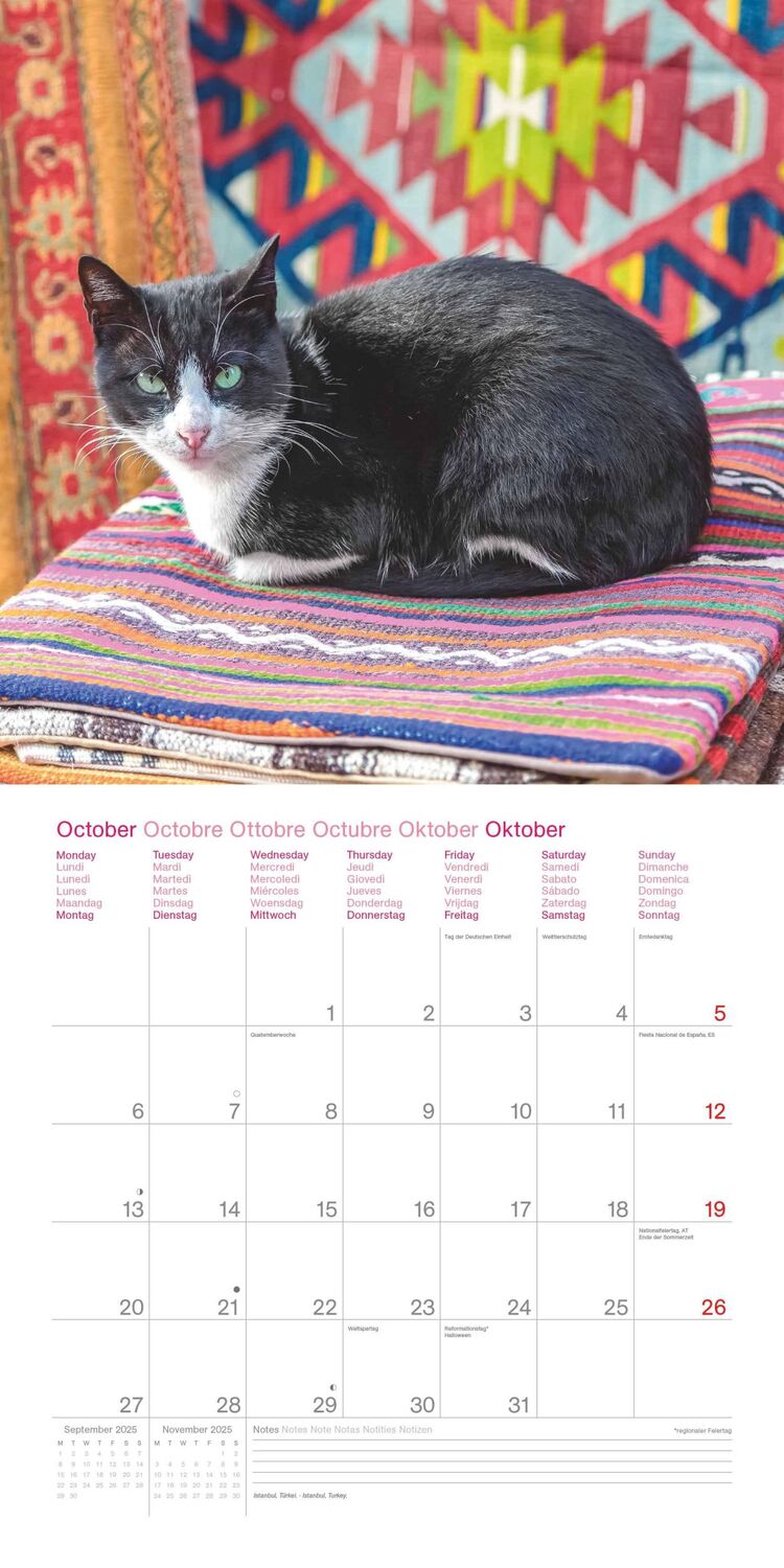 Bild: 4002725987945 | Cats Around the World 2025 - Wand-Kalender - Broschüren-Kalender -...