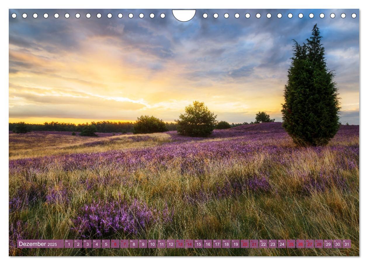 Bild: 9783383960413 | Romantische Heideblüte (Wandkalender 2025 DIN A4 quer), CALVENDO...