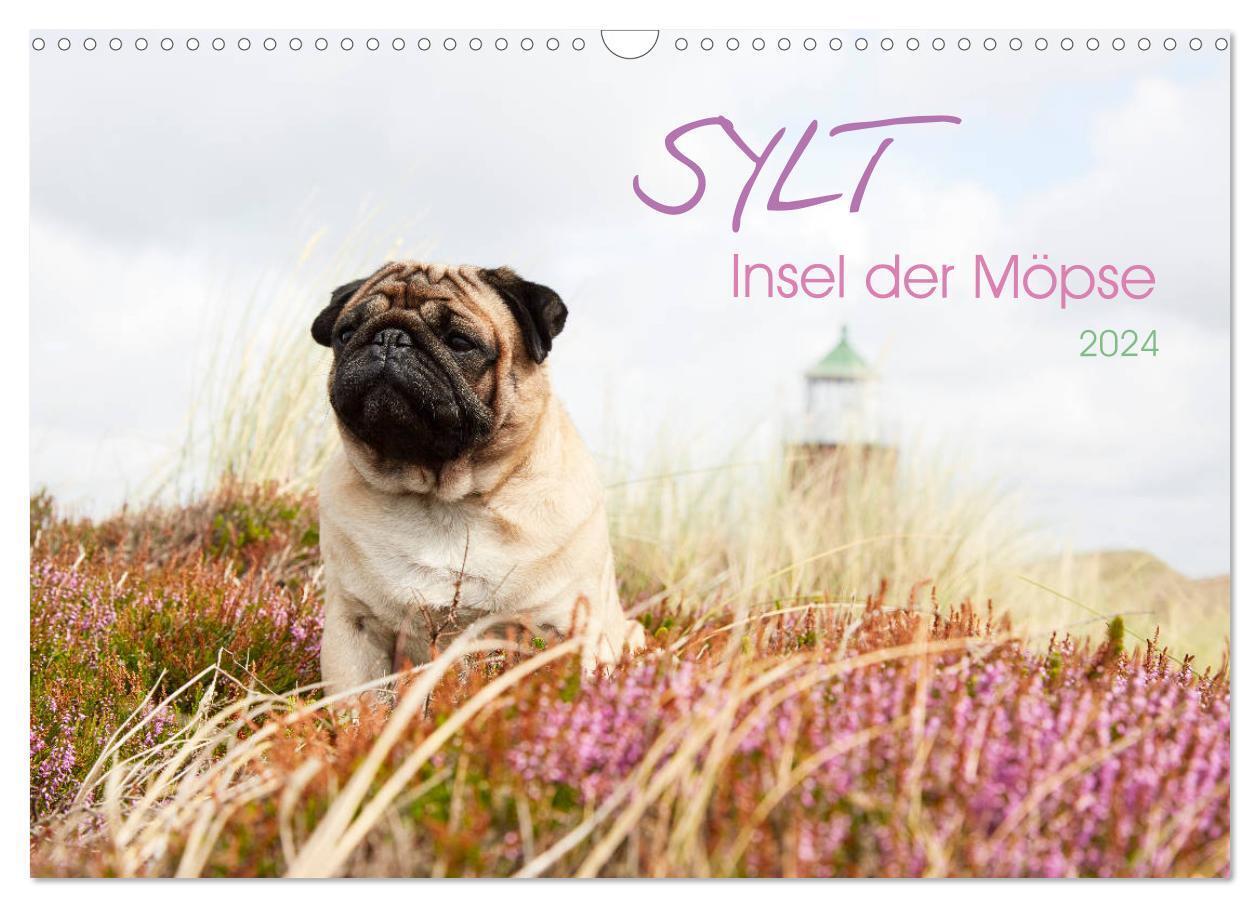 Cover: 9783675564046 | Sylt - Insel der Möpse (Wandkalender 2024 DIN A3 quer), CALVENDO...