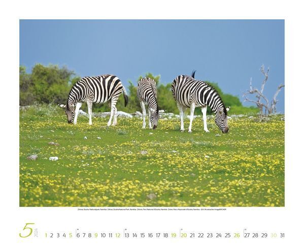 Bild: 9783731868521 | Faszination Afrika 2024 | Korsch Verlag | Kalender | Spiralbindung