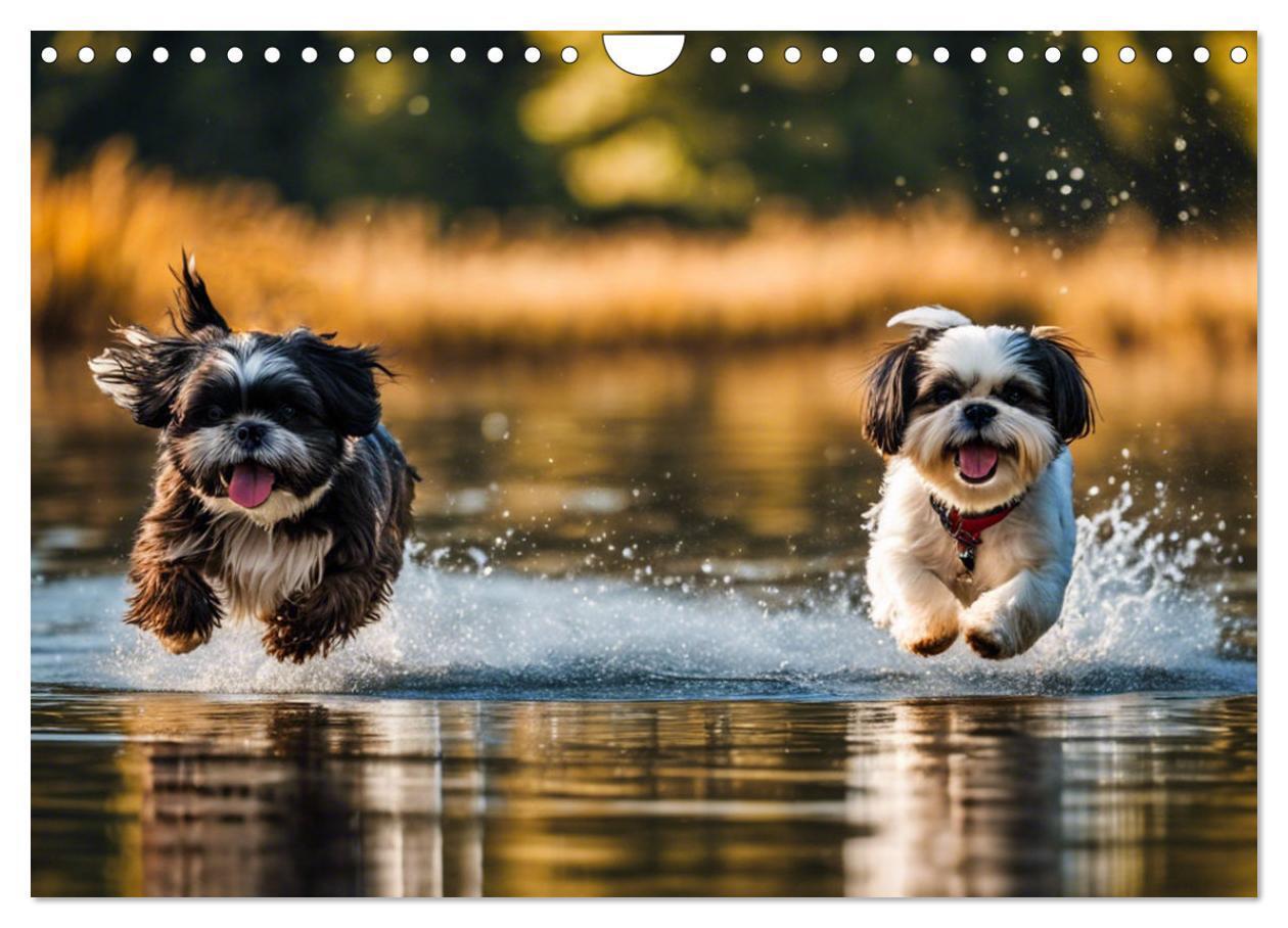 Bild: 9783435639564 | Shih Tzu - der wuschelige Hund aus Tibet (Wandkalender 2025 DIN A4...