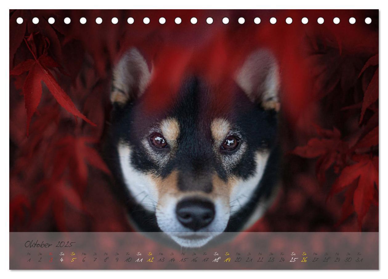 Bild: 9783435050956 | Shiba Inu - mutig, treu, selbstbewusst (Tischkalender 2025 DIN A5...