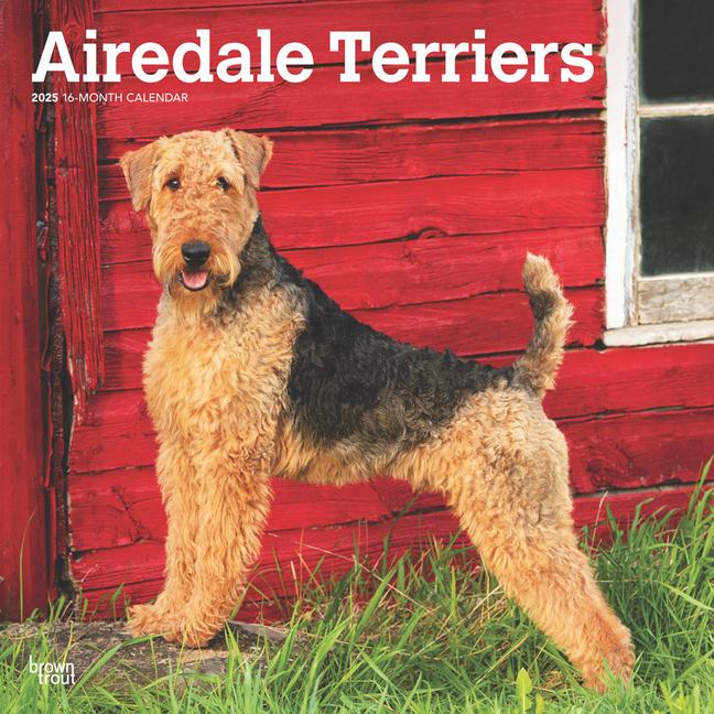 Cover: 9781975476472 | Airedale Terriers 2025 12 X 24 Inch Monthly Square Wall Calendar...