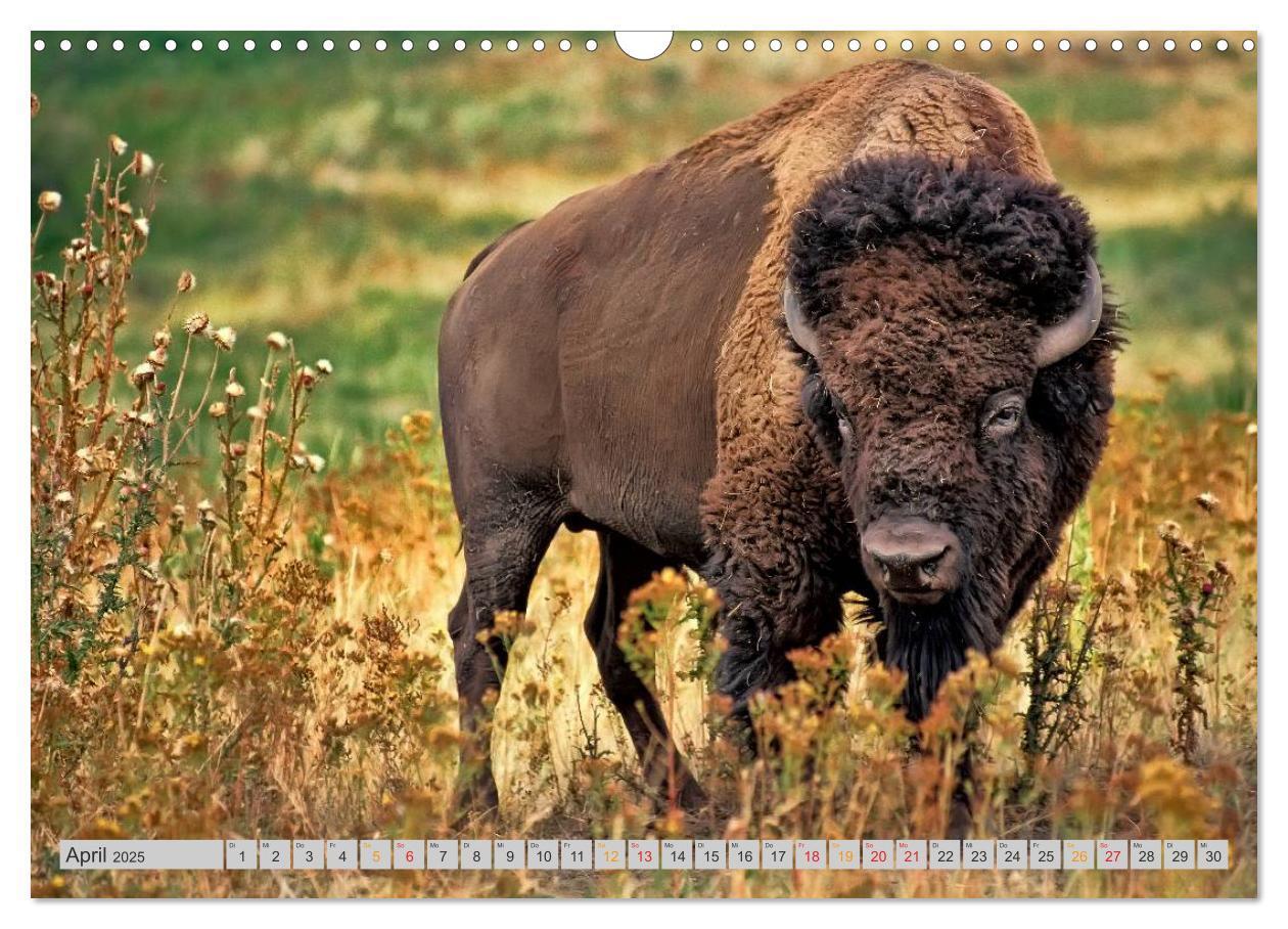 Bild: 9783435580149 | Bison und Wisent - Riesen mit unbändiger Kraft (Wandkalender 2025...